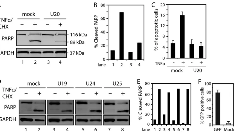 FIG 3 HHV-6B-encoded protein U20 inhibits TNF-�-induced apoptosis. (A) HCT116 cells were transfected with plasmid alone (mock) or a plasmid carryingU20 and left untreated or treated with TNF-� (25 ng/ml) and CHX (10 �M) for 4 h, followed by Western blot an