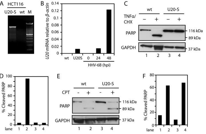 FIG 5 Stable expression of U20 inhibits TNF-�-induced apoptosis. (A) PCR with the U20 ORF spanning primers on cDNA from HCT116 wt or HCT116-U20Scells