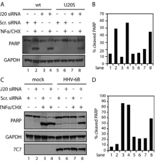 FIG 7 U20 reverses HHV-6B-induced resistance to apoptosis. (A) HCT116 wt and U20-S cells were transfected withCHX for 4 h, followed by Western blot analyses with antibodies against PARP, GAPDH (loading control), or 7C7 (infection control)