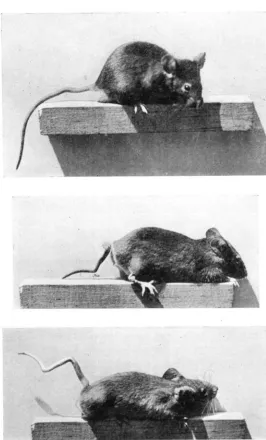 FIGURE 2.-Flexed and tailed mice. The middle photograph shows marked shortening of the tail a tendency to form a spiral at its base