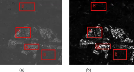 Fig. 7 Detection grayscales achieved on DATA1in terms of (a) SVM and (b) PM.A represents the changed areas, B represents the unchanged areas 