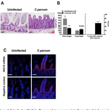 Figure 1. Intestinal epithelial cells upregulate numerous interferon stimulated genes in response to matched uninfected controls (n=4) for performance of gene analysis using microarrays