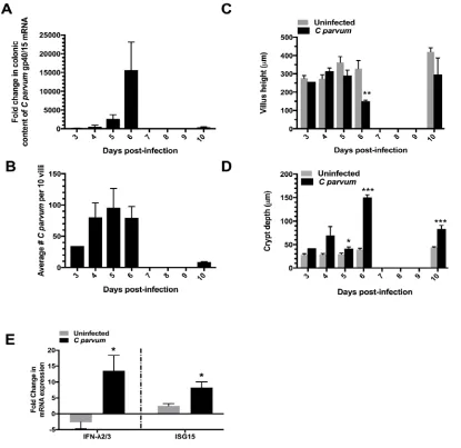 Figure 3. A Type III interferon response is conserved in neonatal mice infected with parvum