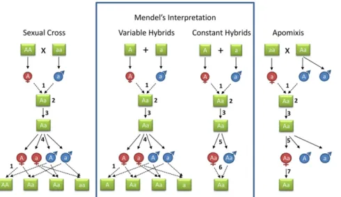 Figure 2 Mendel ’s 1865/1866 views of inheri- inheri-tance in constant and variable hybrids