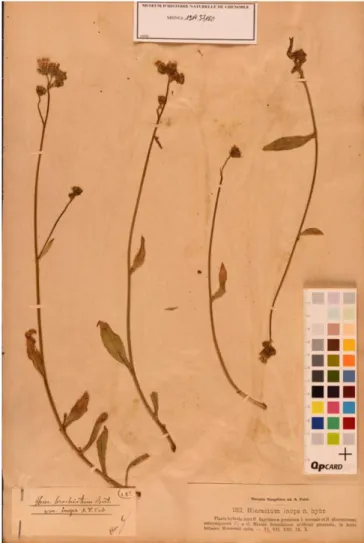 Table S1 ). Although Mendel wrote about experiments with other species, in these letters the Hieracium experiments were by far the most important