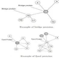 Figure 1. Example of bridge and fjord protein   