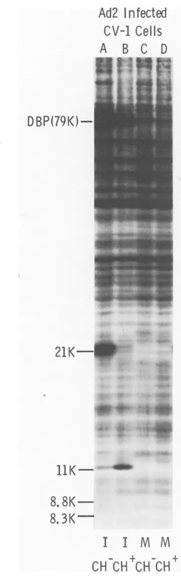 FIG. 6.(D)withoutCH;Ad2-early [35S]Met-labeled polypeptides induced in infected monkey (CV-1) cells, with and CH (25 pg/ml) pretreatment