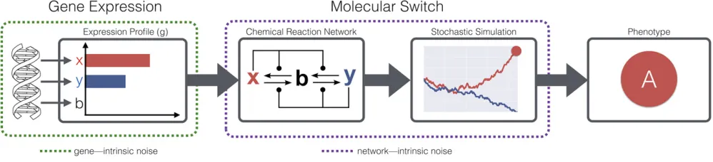 Figure 1 Schematic representation of the CRN model for determining phenotypes from genotypes