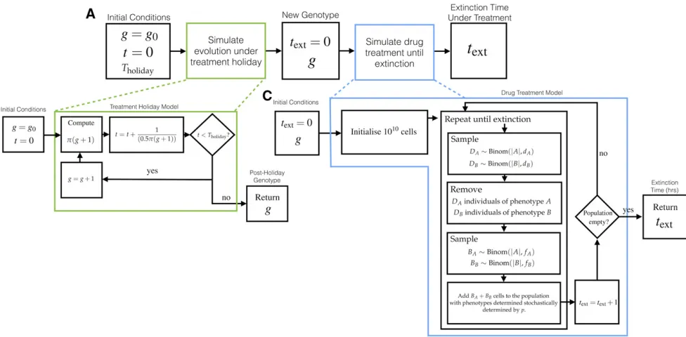 Figure 4 The model for simulating treatment holidays. (A) The overall model consists ofextinction time,then simulating drug treatment on a population with bet-hedging determined by that genotype