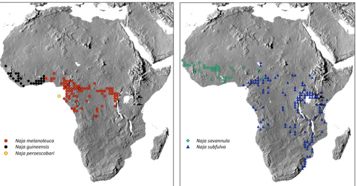 FIGURE 6. Distribution of the five species of the N. melanoleuca complex. A full list of voucher specimens beyond those  included in multivariate analyses and Appendix 2 is available on request from the first author.