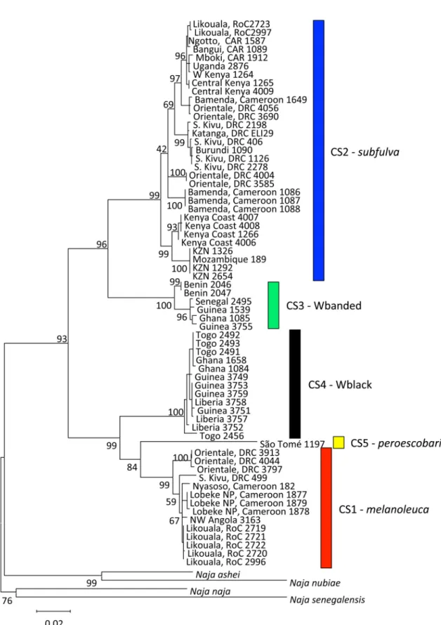 FIGURE 1. Maximum likelihood mitochondrial phylogeny of the Naja melanoleuca complex. Node support values indicate %  bootstrap support; support values for the most distal nodes not shown