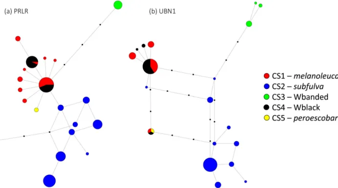 FIGURE 2. Haplotype networks for single copy nuclear loci. (a) PRLR; (b) UBN1. Small black circles indicate unsampled  haplotypes.
