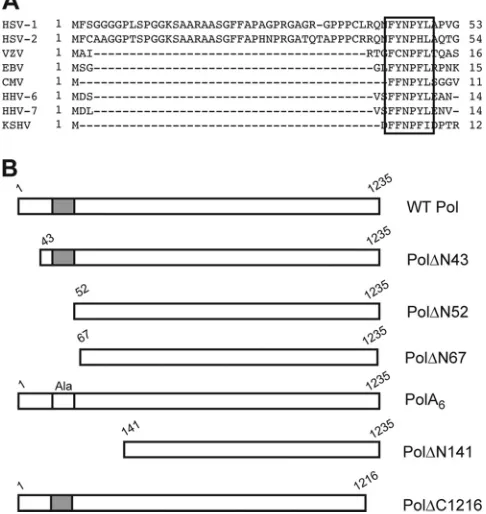 FIG 1 Sequence alignment and Pol mutant proteins. (A) Sequence alignmentof the eight human herpesvirus Pol sequences (12, 30)