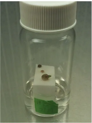 Figure 2. A developing NSP614-001 (I. batatas ‘Okinawa’ × I. trifida ‘NSP330’) ovule in 