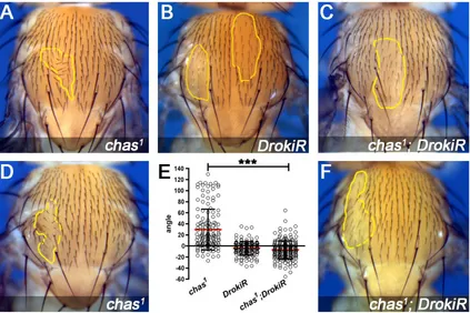 Figure 
  S3. 
  Drok 
  knockdown 
  rescues 
  chas 
  LOF 
  phenotypes.