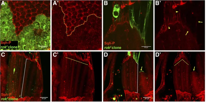 Figure 2 DrokDLMs attached to a group ofof the epithelia (arrow). Note that myotubes attached to Drok2 tendon cell processes display irregular anterior edge (dashed yellow line) (D Drok2 processes and myotendinous junctiondisplay diminished levels of Sqh-P