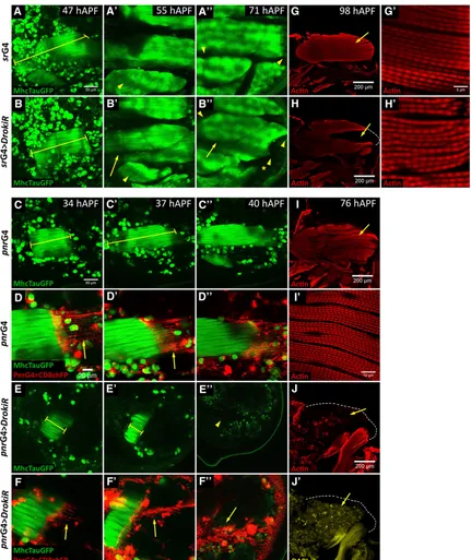 Figure 4 Drok is required in tendon cells for muscle morphogenesis. (A–F”) Time lapse of DLMs development of ﬂies expressing Tau-GFP under the control ofMHC