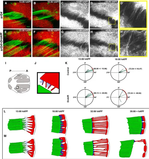 Figure 6 Drokregion imaged, posterior is to the left and anterior to the right. (J) Method to measure the angles formed between tendon processes and the lateralposterior edge of theunder normal (L) andduring attachment initiation, abnormal secretion of mat