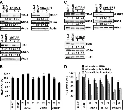 FIG 7 TIA-1, TIAR, and G3BP1 proteins are not required for maintenance of HCV RNA replication, but they are required at a postreplication step in persistentlyinfected cells