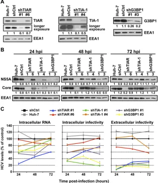 FIG 8 TIA-1, TIAR, and G3BP1 proteins are required in early and late steps in the HCV life cycle