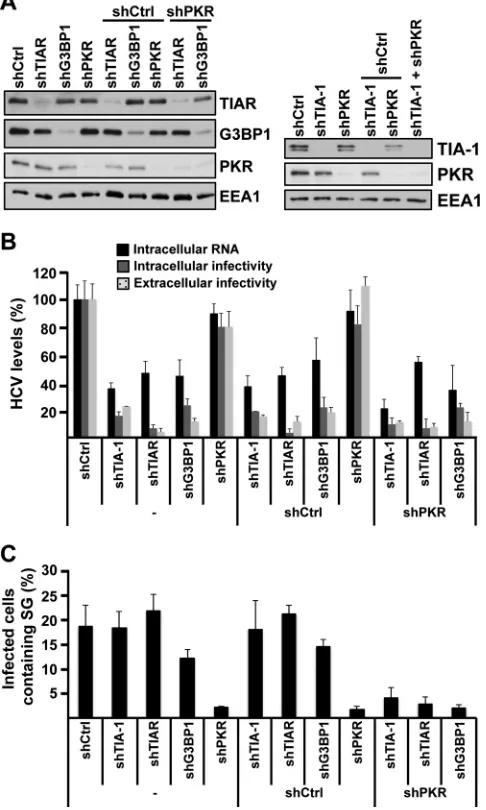 FIG 9 The requirement of TIA-1, TIAR, and G3BP1 proteins in HCV infec-and infectivity titers and extracellular infectivity titers were determined 24 hlater as indicated in Materials and Methods