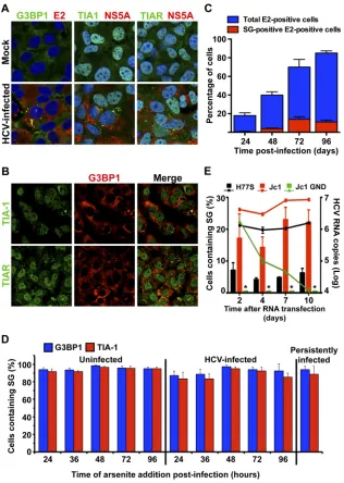 FIG 1�ﬁelds were randomly selected, and the presence or absence of SGs was determined in E2-positive cells