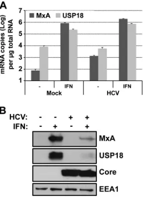 FIG 3 ISG mRNA and protein induction by IFN in HCV-infected cells.