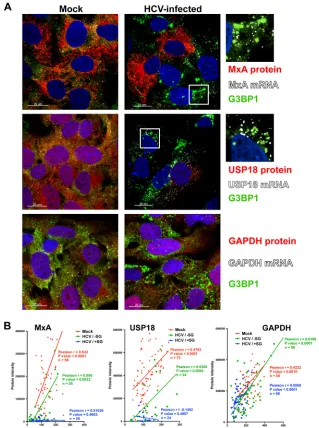 FIG 4 Interferon-stimulated protein expression is suppressed in stress granule-positive HCV-infected cells