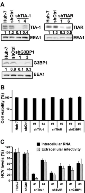 FIG 5 Stress granule proteins TIA-1, TIAR, and G3BP1 are required for efﬁ-cient HCV infection