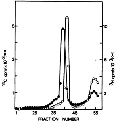 FIG. 3.alyzedHMCVDNA(0).gradientDNA.sedimentedneutralSedimentationfrom Sucrose gradient sedimentation ofHMCV [3H]TdR_labeled HMCV DNA was isolated the Hirt supernatant and purified by glycerol sedimentation