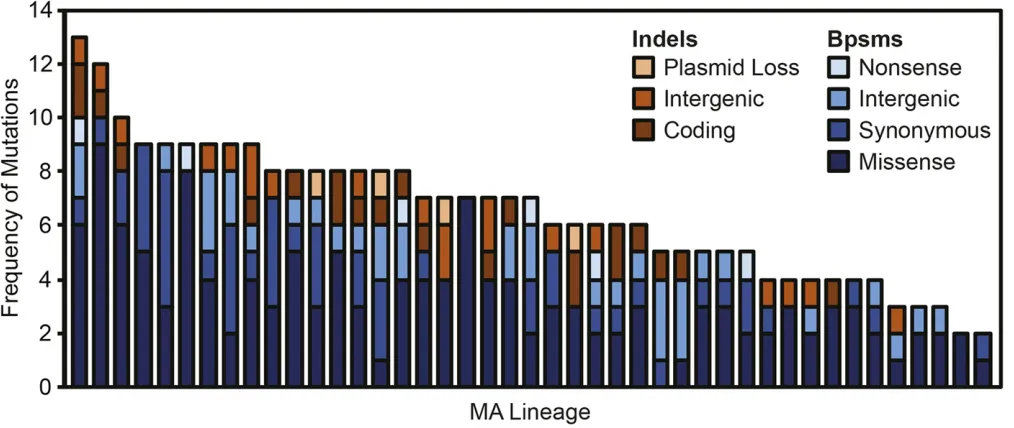 Figure 1 Distribution of base substitution mutations (bpsms) and insertion-deletion mutations (indels) across the 43 mutation accumulation lineagesderived from B