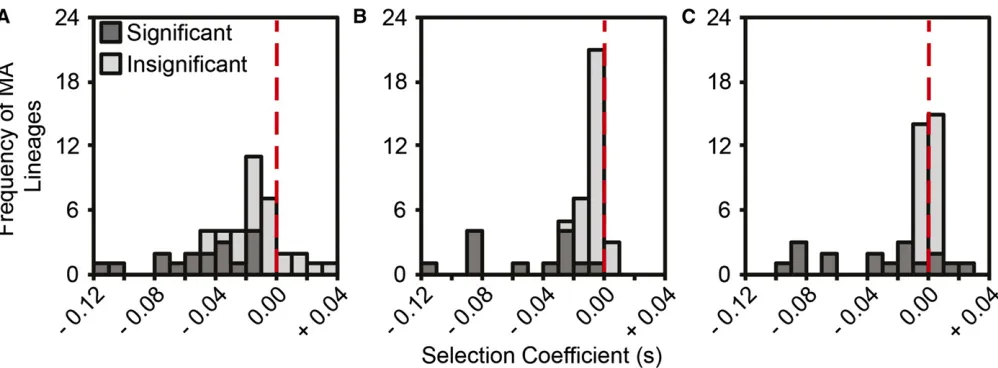 Figure 2 Distribution of the selection coefﬁcients of each B. cenocepacia MA lineage relative to the ancestral B