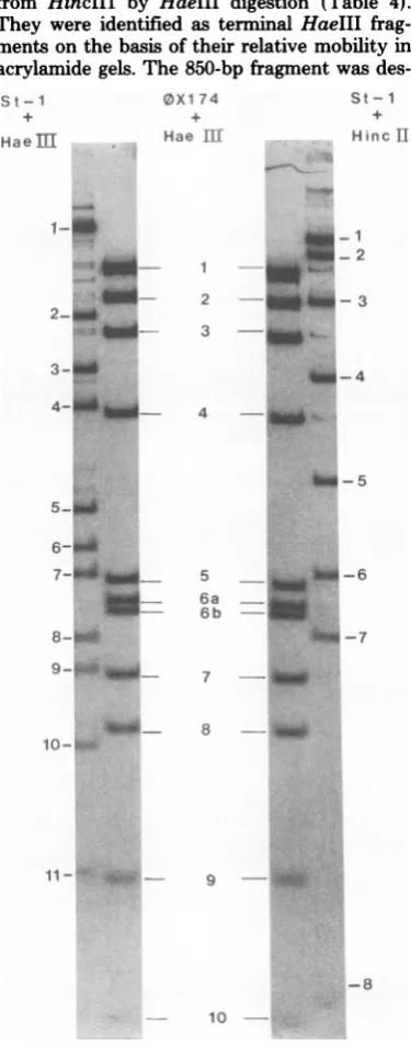 FIG.1.gel.ageHaeIIIwasdriedsitometer,each Analysis of the HincII and HaeIII cleav- products of St-i DNA on a 4% polyacrylamide ,X1 74 DNA digested with the same endonuclease fractionatedin parallel, although only the digest is shown