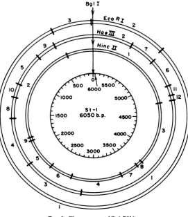 FIG. 2. Cleavage map ofSt-I DNA.