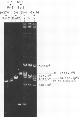FIG. 3.providegeneratedlinearbromide Comparison of the mobility of linear St-i DNA (produced by BglI cleavage) with that of similarly linear G4, 4~X, and S13 DNAs