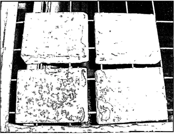 Figure 78.7. Hygiene pavers are prepared for the experiments. 