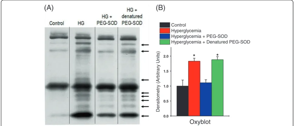 Figure 8 Hyperglycemia increases protein carbonyl modifications in the diaphragm. A) is a representative oxyblot in diaphragmhomogenates from the four experimental groups
