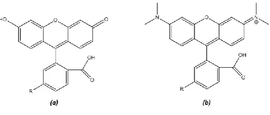 Figure 1 The structures of the two fluorophores used in this study. (a) Structure of FAM, (b) structure of TAMRA