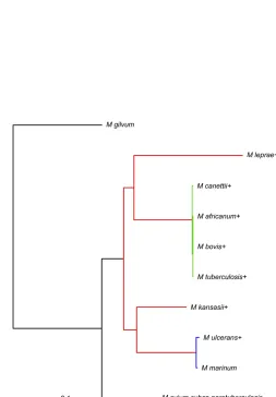 Figure G1 Phylogram for the Mycobacterium spp. data constructed us-ing MrBayes with the branch lengths measured in expected substitutionsper site