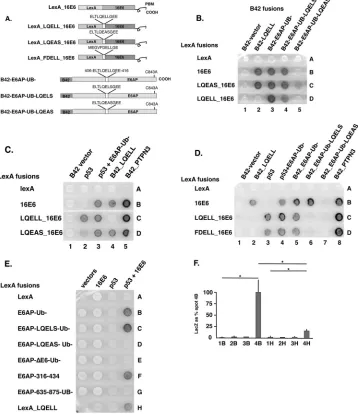 FIG 1 Amphipathic peptides that interact with 16E6 confer 16E6 interaction with p53. (A) Yeast two-hybrid plasmids express the LexA DNA binding domainpeptide sequence that has been mutated to ELTLQELSGEE, and LQEAS refers to the sequence ELTLQEASGEE