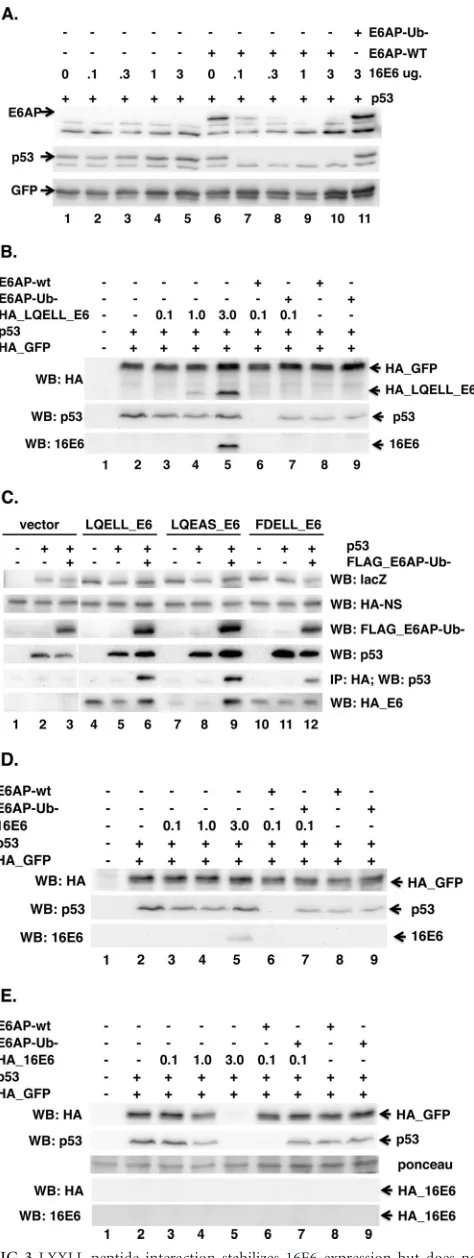 FIG 3 LXXLL peptide interaction stabilizes 16E6 expression but does nottarget p53 for degradation in the absence of E6AP