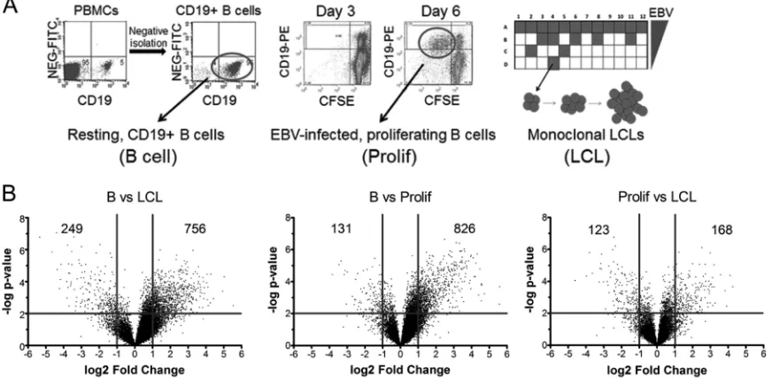 FIG 1 EBV regulates host gene expression throughout B-cell outgrowth. (A) Schematic of samples used for HuEX microarray analysis