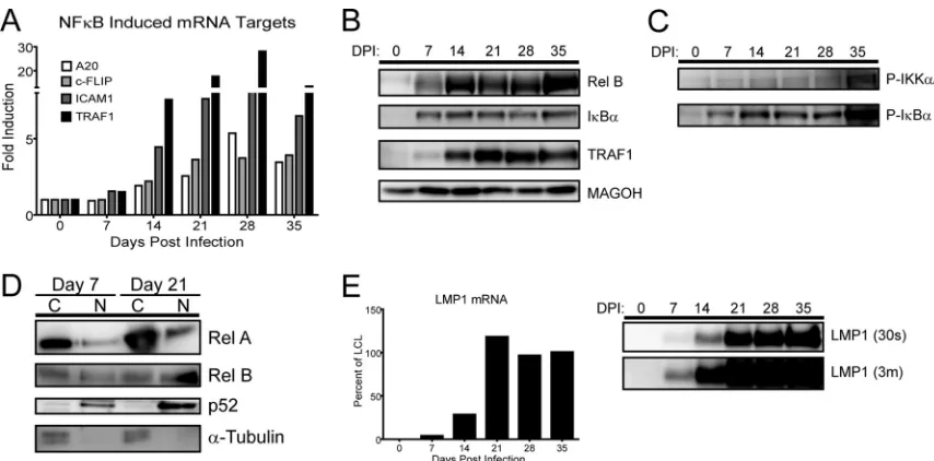 FIG 4 NF-�B targets and activity, as well as LMP1, are not induced until late after EBV infection