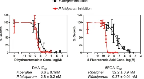 Fig 5. P. berghei and P. falciparum inhibition by dihydroartemisinin (DHA) and 5-fluoroorotic acid (5FOA) in vitro