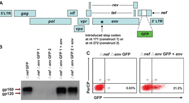 FIG 1 A single-round SIV infectivity assay for quantitation of antiviral activitycodingsequencewasinsertedintotheviruses capable of only a single round of infection
