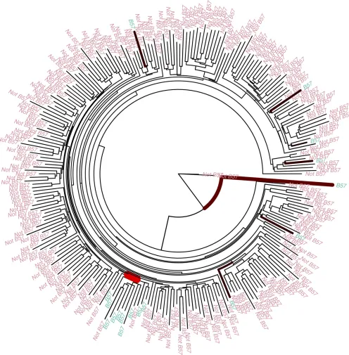 Figure 4 Application to HIV immunology. Shown is a phylogenetic tree of 261 HIV-infected individuals from the ﬁrst 1000 nucleotides with the tipscolored according to presence and absence of HLA allele B57 in the host