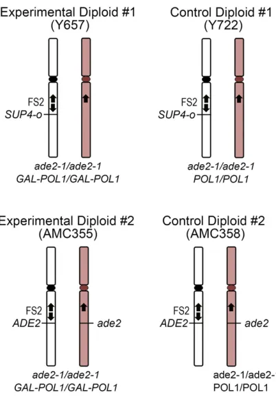 Figure 1 Diploids for analysis of gene-conversion events near fragile site150 bp centromere-distal to FS2