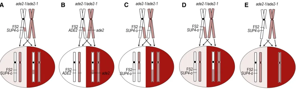 Figure 2 Sectored colonies result from events that cause LOH near FS2. In our experimental system, LOH resulting from point mutation, genetheevent in which the homolog that does not contain the full-lengththe time of plating, produces a white/red sectored 
