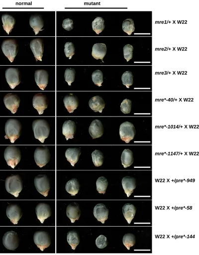 Figure S1: Abgerminal kernel phenotypes of mre and pre mutants with normal siblings. The six mre mutants were crossed with W22 pollen