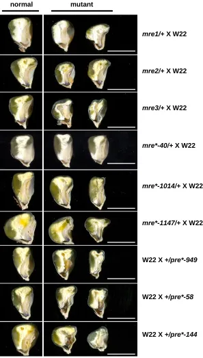 Figure S2: Sagittal sections of mature mre and pre mutants compared with normal siblings
